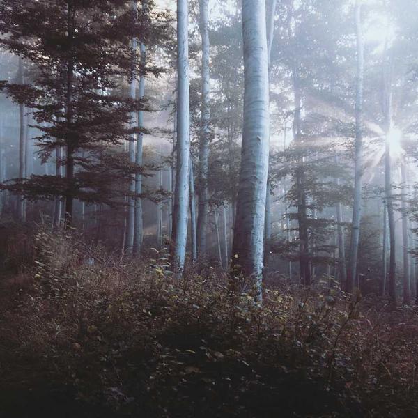 picsum id: 877 picsum id: 877